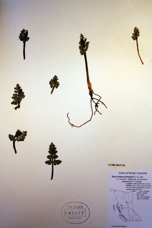 Image of northern moonwort