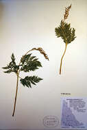 Image of rattlesnake fern