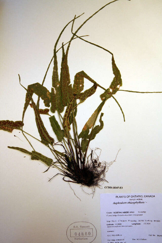 Image de Asplenium rhizophyllum L.