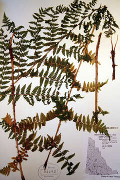 Image of Blechnum spicant