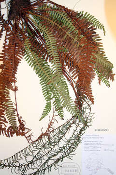 Image of Lorinseria