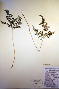 Image of mountain bladderfern