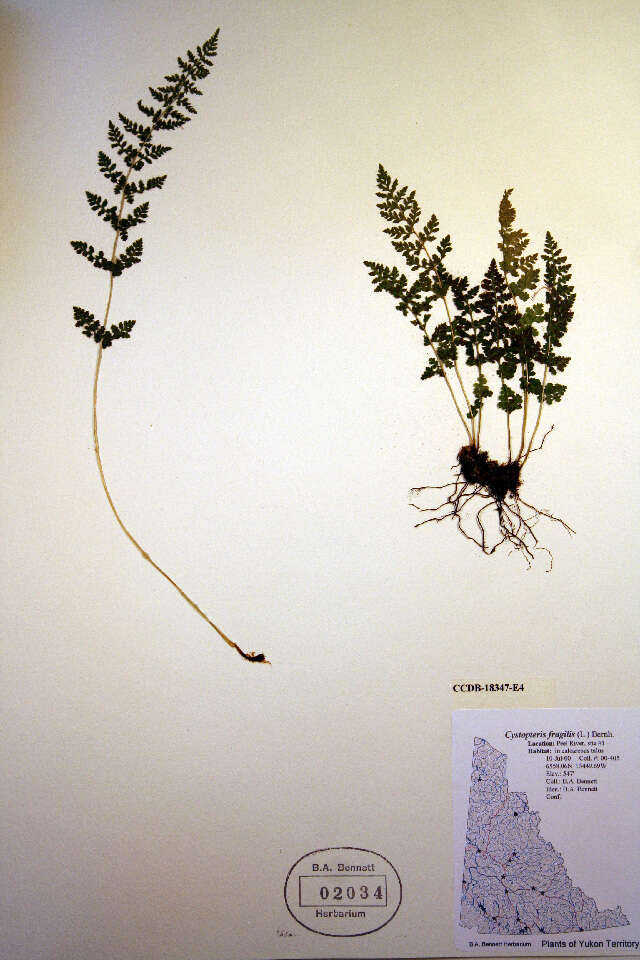 Image of brittle bladderfern