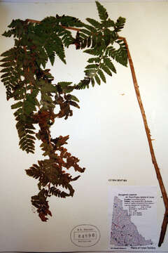 Image of spreading woodfern