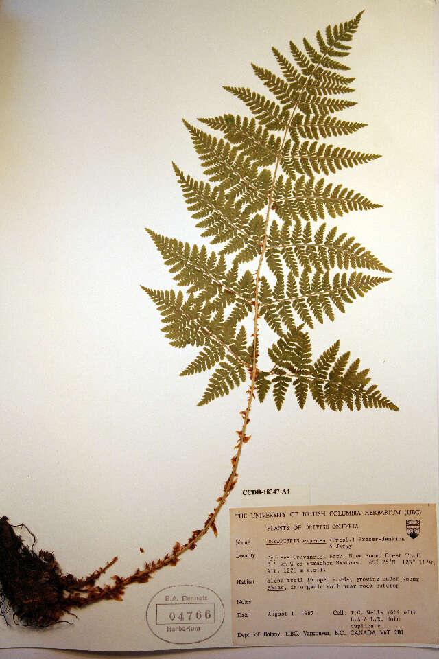 Image of spreading woodfern