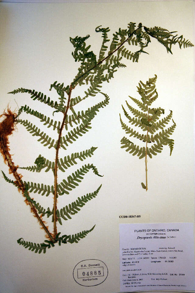 Image of male fern