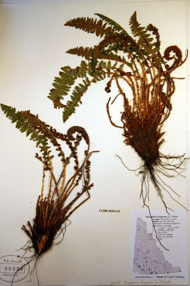 Imagem de Dryopteris fragrans (L.) Schott