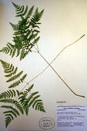 Image of Pacific oak-fern