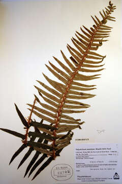 Image of western swordfern