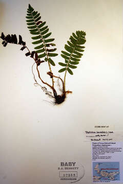 Image of Christmas fern