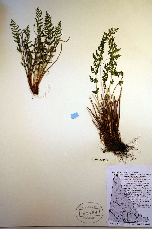 Image of Rocky Mountain woodsia