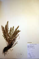 Image of Rocky Mountain woodsia