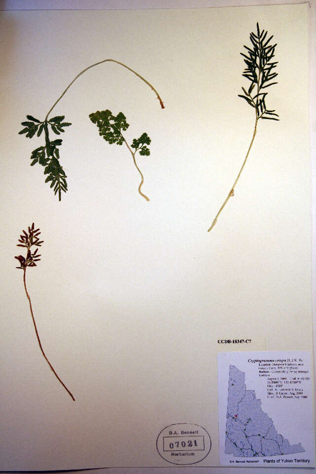 Cryptogramma crispa (L.) R. Br. ex Hook. resmi