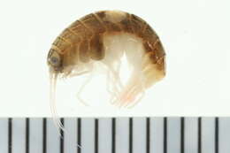 Image of Parapleustinae Bousfield & Hendrycks 1994