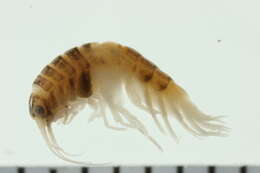 Image of Parapleustinae Bousfield & Hendrycks 1994