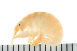 Image of <i>Parallorchestes americana</i> Bousfield 1981