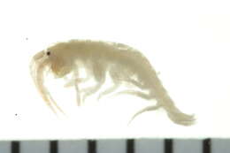 Image of Ampithoe cf. valida