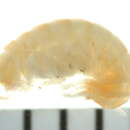 Image of Apohyale cf. pugettensis