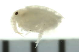 Image of Apohyale cf. pugettensis