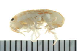 Megalorchestia pugettensis (Dana 1853)的圖片