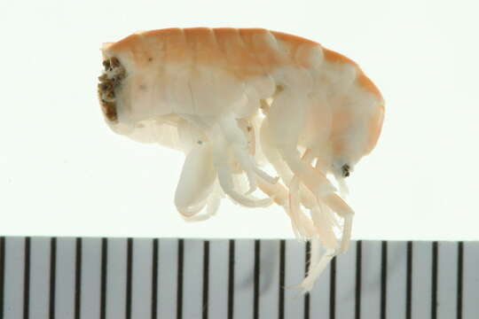 Image of California beach flea