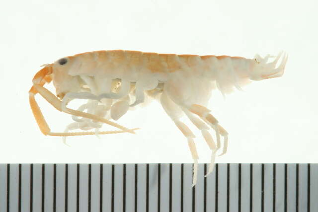 Image of California beach flea