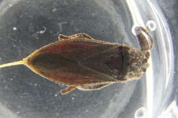 Image of Nepoidea Latreille 1802