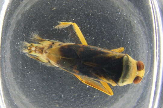 Image of Water boatman