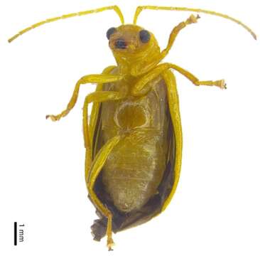 Image of Hoplosaenidea