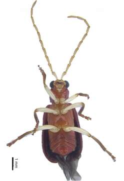 Image of Hoplosaenidea