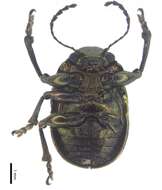 Image of Colasposoma