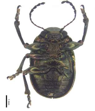 Image of Colasposoma