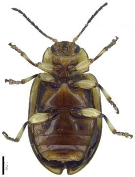 Image of Phyllocharina