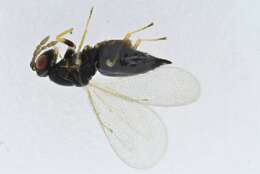 Image of Pteromalus albipennis Walker 1835