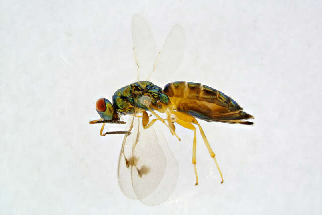 Rhopalicus tutela (Walker 1836) resmi