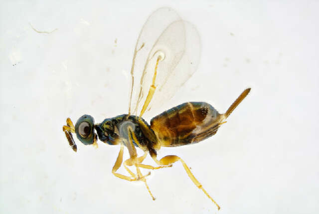 Image of Roptrocerus mirus (Walker 1834)