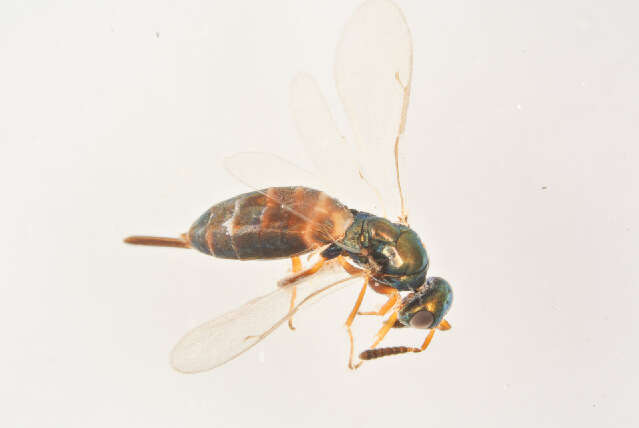 Image of Roptrocerus mirus (Walker 1834)