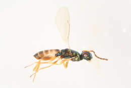 Image of Roptrocerus mirus (Walker 1834)