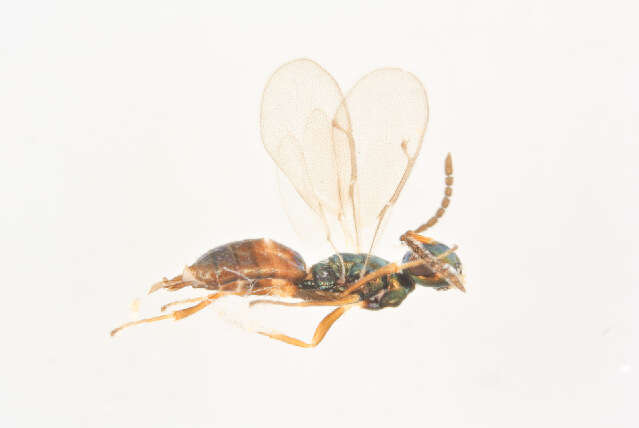 Image of Roptrocerus mirus (Walker 1834)