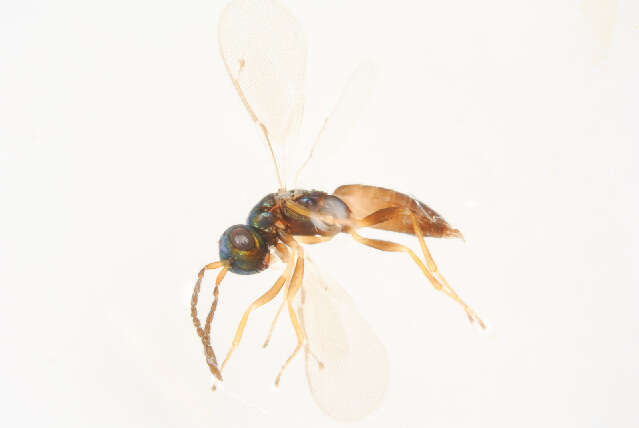 Image of Roptrocerus mirus (Walker 1834)