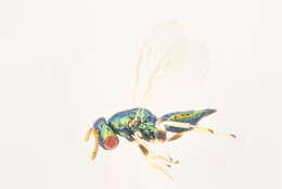 Image of Mesopolobus morys (Walker 1848)