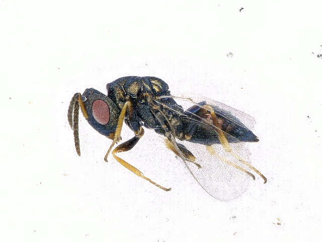 Image of Parasitoid wasp