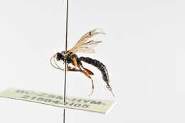 Image of Parasitoid wasp