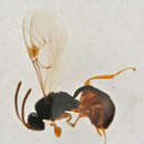 Image of Phrudus monilicornis Bridgman 1886