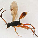 Image of Phygadeuon variabilis Gravenhorst 1829