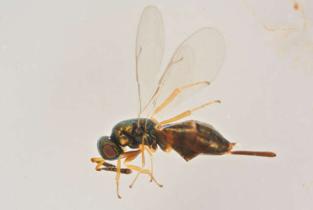 Image of Roptrocerus mirus (Walker 1834)