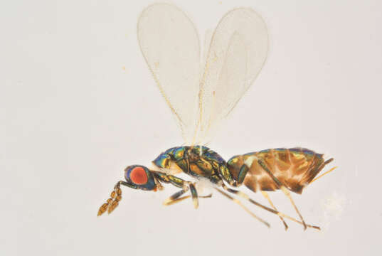 Image of Parasitoid wasp