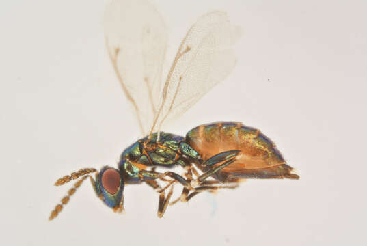 Image of Necremnus leucarthros (Nees 1834)