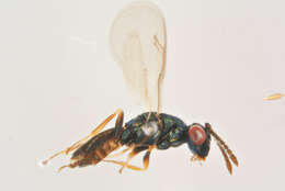 Image of Holcaeus compressus (Walker 1836)