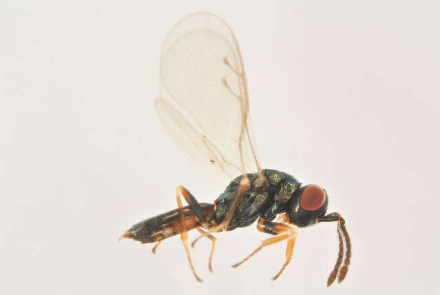 Image of Holcaeus compressus (Walker 1836)